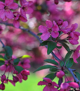 6th May 2014 - Purply pink