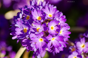6th May 2014 - Purple flower