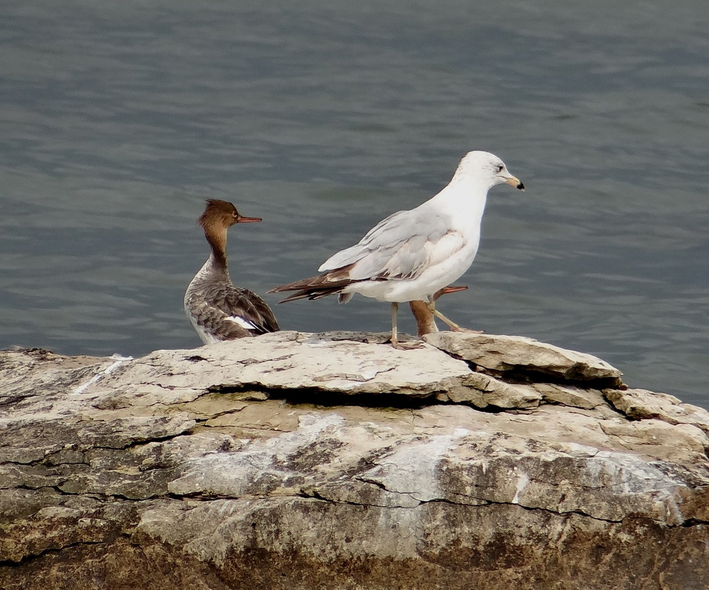 Red-breasted Merganser and Ring-billed Gull by annepann