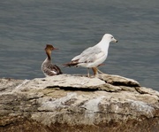 4th May 2014 - Red-breasted Merganser and Ring-billed Gull
