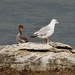 Red-breasted Merganser and Ring-billed Gull by annepann