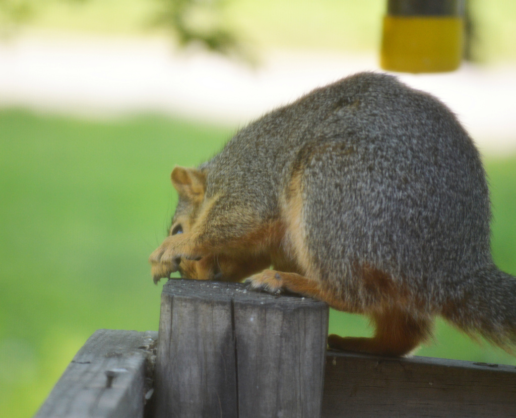 Squirrels Do The Silliest Things! by mej2011