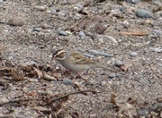 5th May 2014 - Clay-colored Sparrow