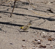 6th May 2014 - Palm Warbler