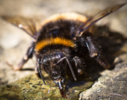 6th May 2014 - bumblebee revival