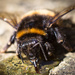 bumblebee revival by jantan
