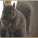 Yes another squirrel picture by bruni
