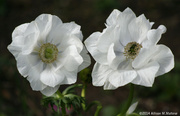 6th May 2014 - Anemones
