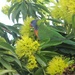 Lorikeet enjoying the Penda Blossoms. by happysnaps