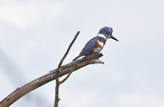 6th May 2014 - My Own Kingfisher!