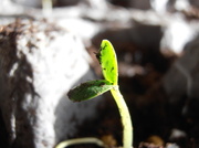 4th May 2014 - Seedling