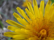 6th May 2014 - Dandelion