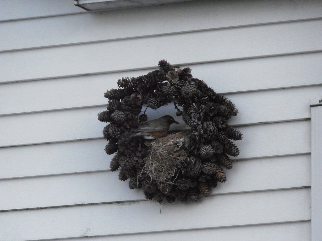 Bird Nest by julie