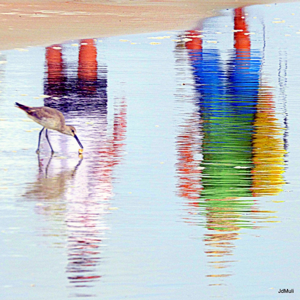 Bird &reflections by joemuli