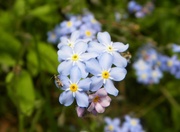 5th May 2014 - Forget me not