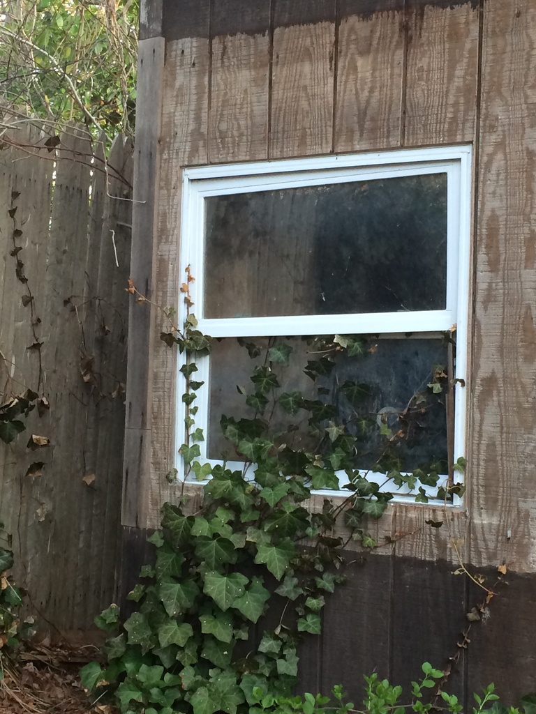 Ivy window by pfaith7