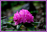 7th May 2014 - Rhodendron