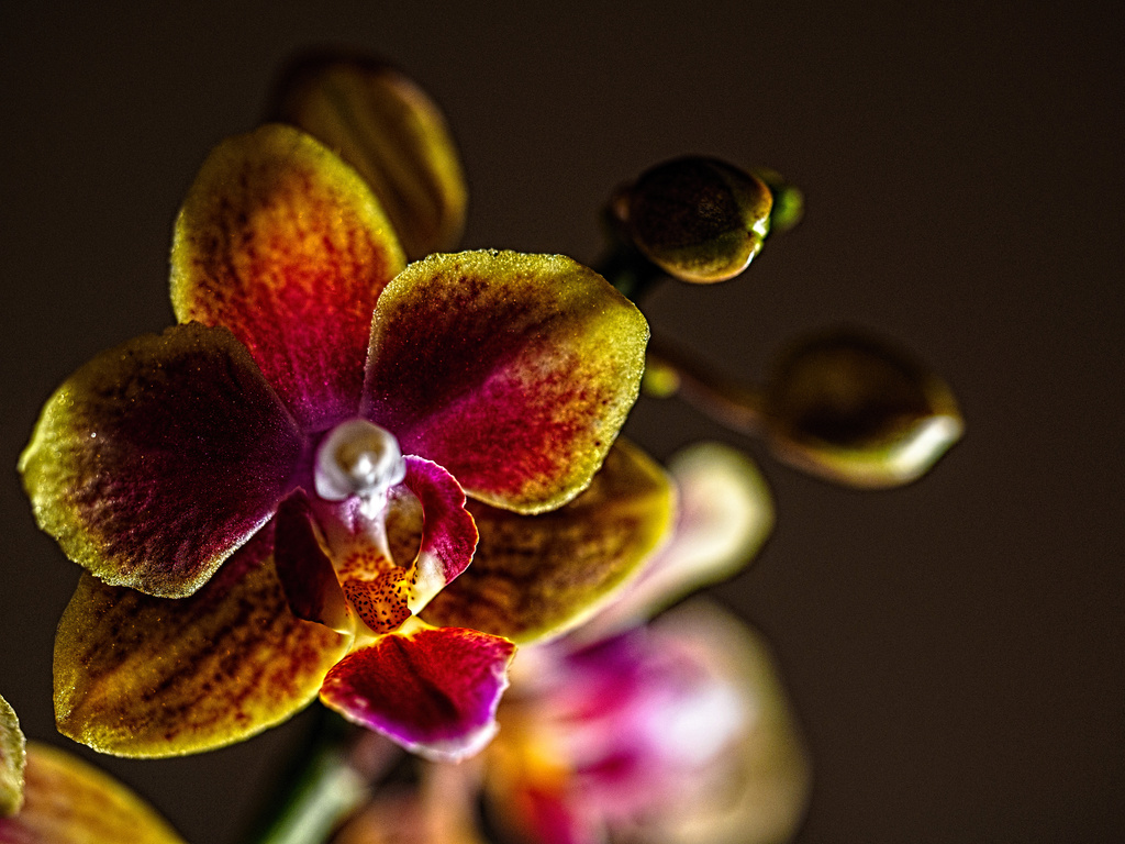 Miniature Phalaenopsis by tosee