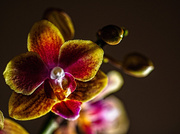 7th May 2014 - Miniature Phalaenopsis