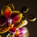 Miniature Phalaenopsis by tosee