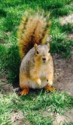 6th May 2014 - Squirrel