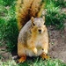 Squirrel by corktownmum