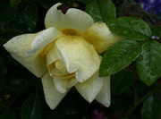 7th May 2014 - A rose in the rain