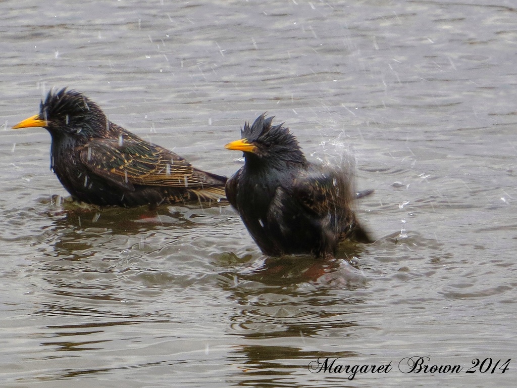 Bath time... by craftymeg