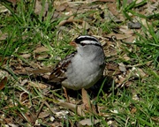 7th May 2014 - White-Crowned Sparrow