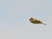 7th May 2014 - Whitethroat flying