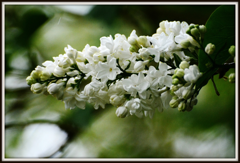 White Lilac by rosiekind