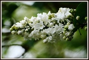 7th May 2014 - White Lilac