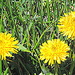 Beautiful dandelions! by homeschoolmom