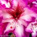 Rhododendron  by tonygig
