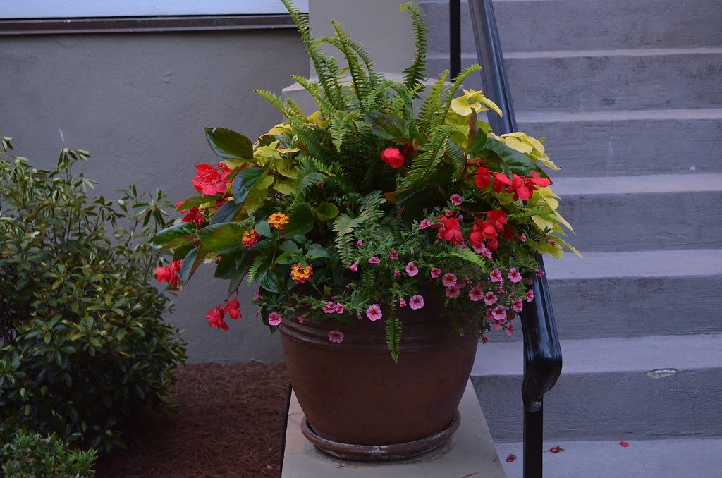 Flower container pot, historic district, Charleston, SC by congaree