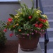 Flower container pot, historic district, Charleston, SC by congaree