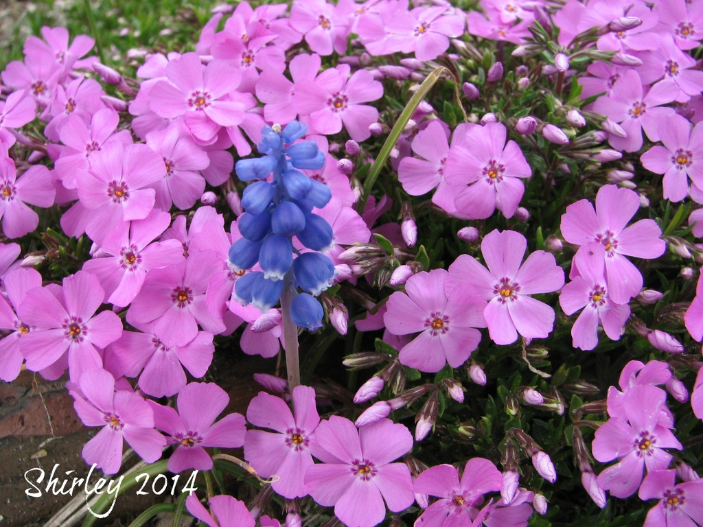 lonely hyacinth by mjmaven