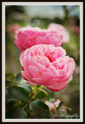 8th May 2014 - Rose... Pink for May..