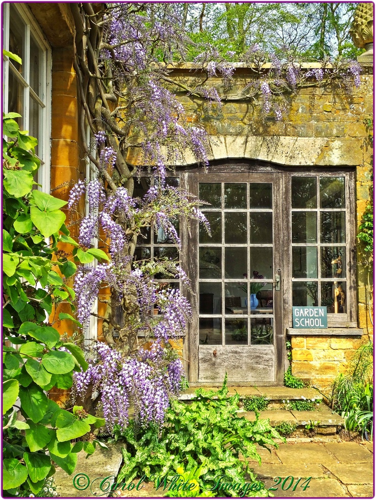 Wisteria, Coton Manor Gardens  by carolmw