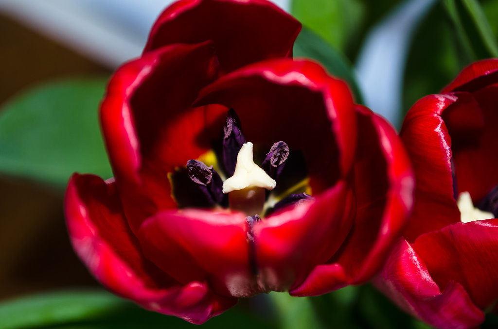 Tulip Insides by salza