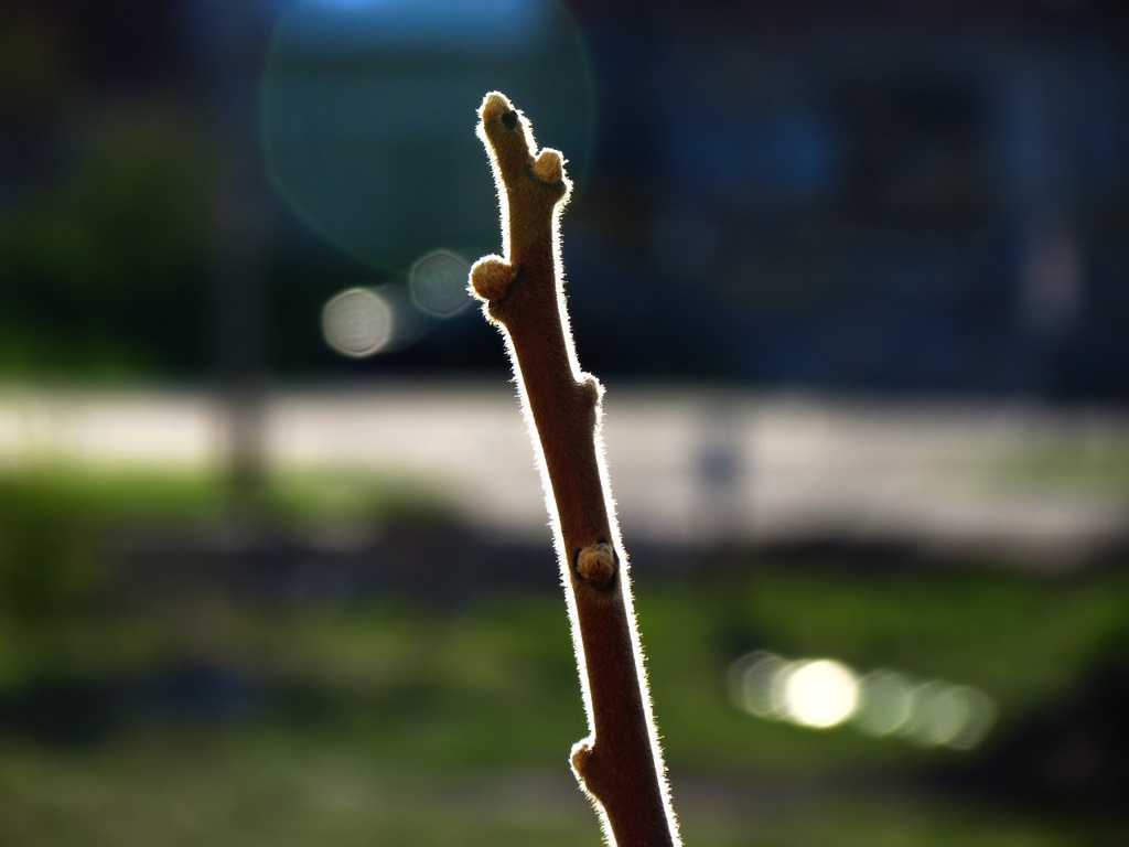 This Little Twig of Mine by juliedduncan