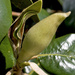 Magnolia Bud by eudora