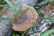 15th Apr 2014 - Fungus