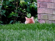 7th May 2014 - Stalker Kitty