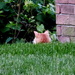 Stalker Kitty by linnypinny