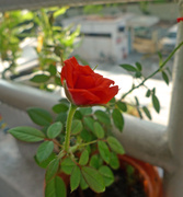 2nd May 2014 - small patio rose