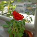 small patio rose by ianjb21