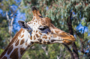 27th Apr 2014 - Giraffe