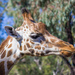 Giraffe by goosemanning