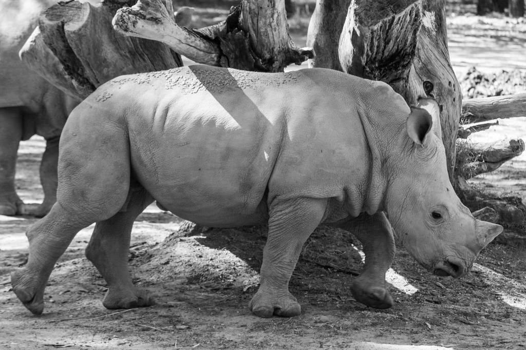 Baby White Rhino by goosemanning
